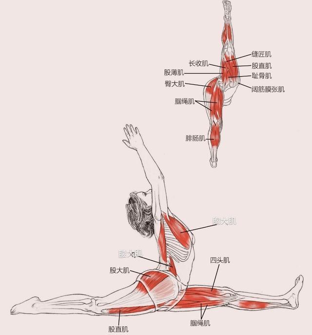 竖叉后腿大腿根下不去竖叉下不去是什么原因引起的